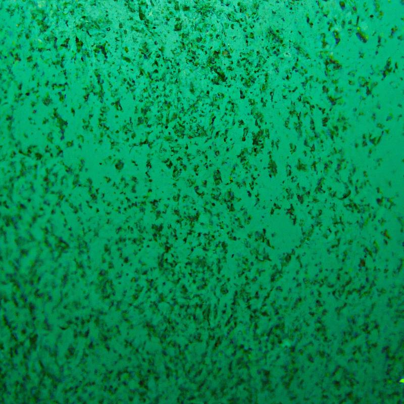 Mlčící úžas při pohledu na volně plovoucí plankton v Indickém oceánu. - foto 1