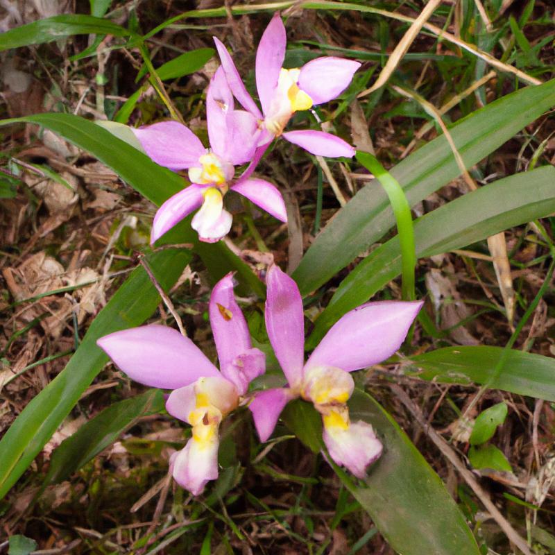 Divoké orchideje vyrostly poblíž mýtického jezera v Guatemalském pralese. - foto 2