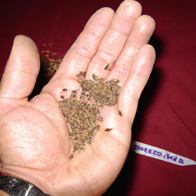 Kanabský muž vymyslel „Superseeds”: Zaklínáni semena která rostou dvojnásob rychleji. - foto 2