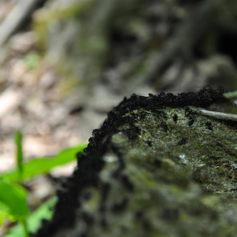 Kolony mravenců na hranici lesa a moře: Prozkoumávají neprobádané teritorium? - foto 2