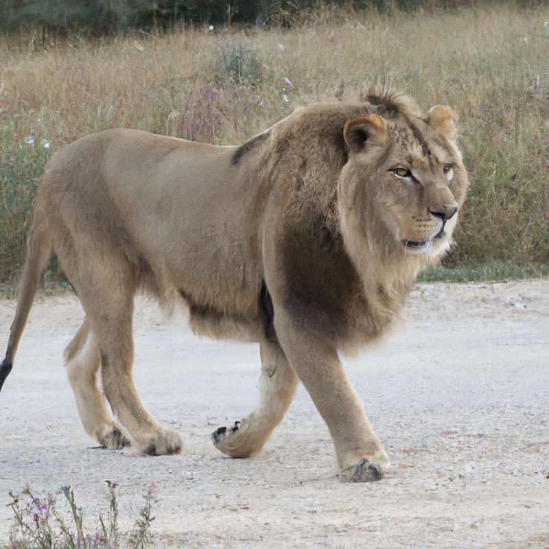 Lovci divoké přírody: Stopli útoky lvů v severní Africe? - foto 1