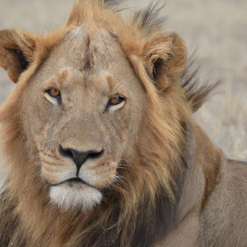 Lovci divoké přírody: Stopli útoky lvů v severní Africe? - foto 2