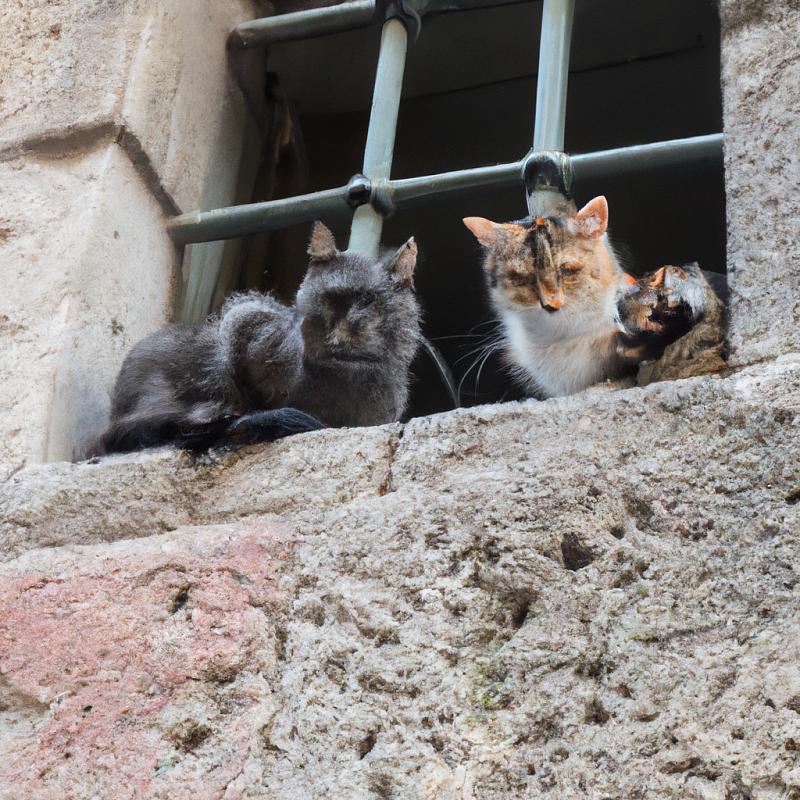 Město ovládané kočkami: Lidé slouží jako jejich poddaní - foto 1