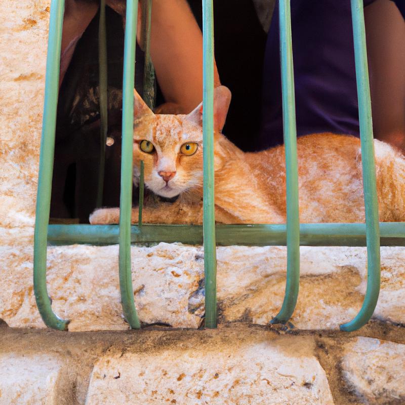 Město ovládané kočkami: Lidé slouží jako jejich poddaní - foto 3
