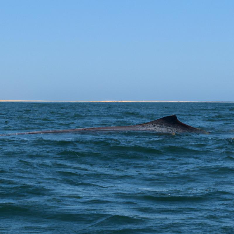 Odhaleno! Velryby "šly na návštěvu" do břehů Portugalska. Co se jim mohlo stát? - foto 1