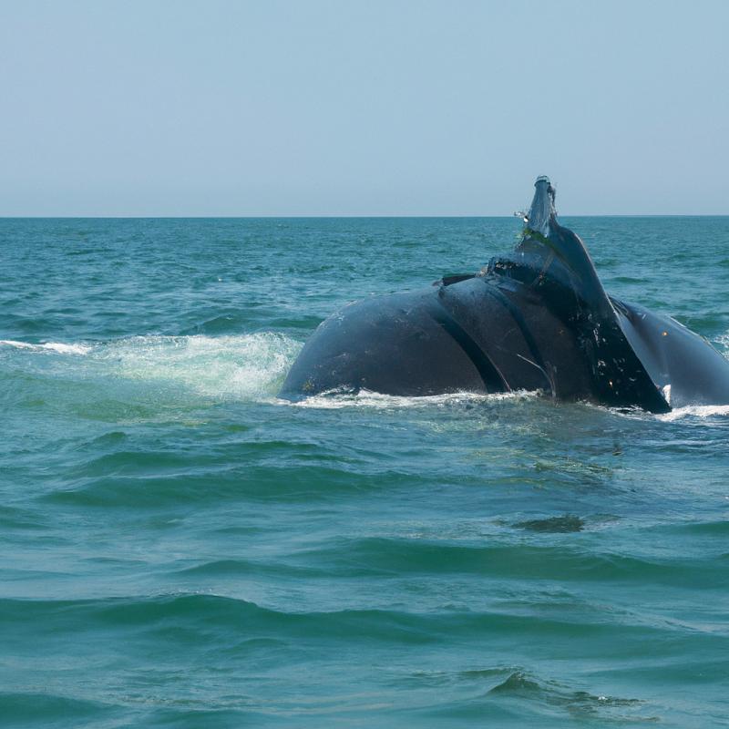 Odhaleno! Velryby "šly na návštěvu" do břehů Portugalska. Co se jim mohlo stát? - foto 3