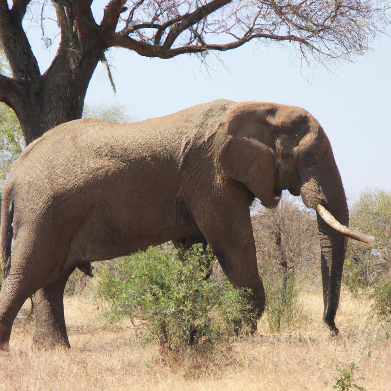 Okouzlující život ve světě nespoutaných slonů v Africe. - foto 3