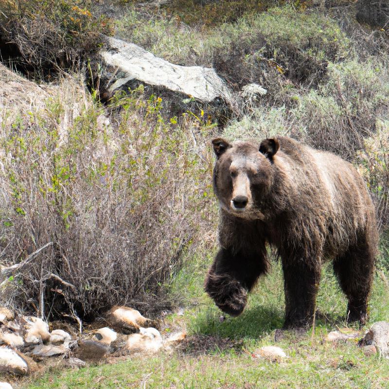 Po stopách legendárního medvěda grizzlyho v horských oblastech Kalifornie. - foto 2