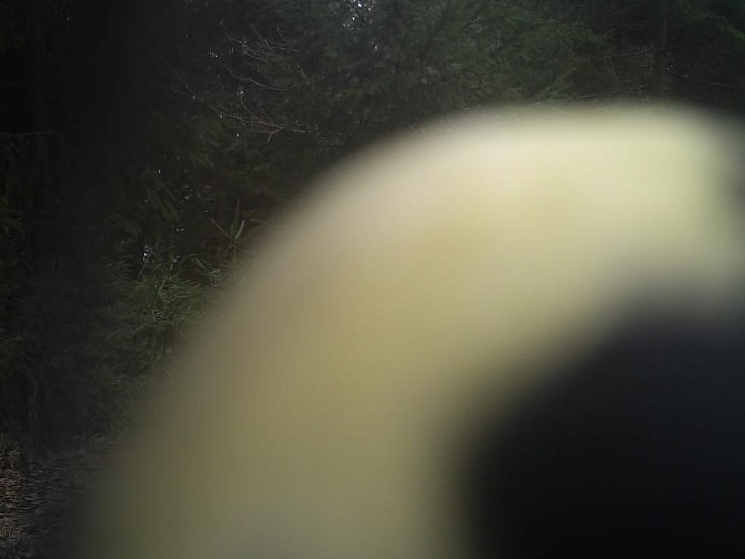 Podařilo myslivci na Šumavě vyfotit volně žijící pandu? - foto 1