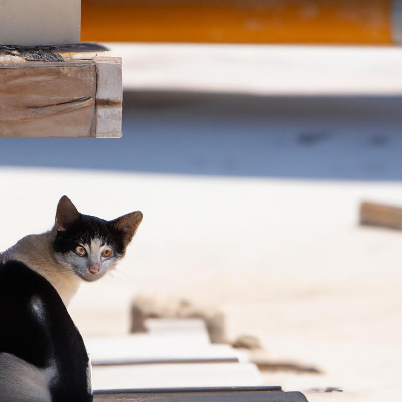 Tajemný ostrov plný kočičích chrámů: Cestování pro milovníky koček. - foto 3