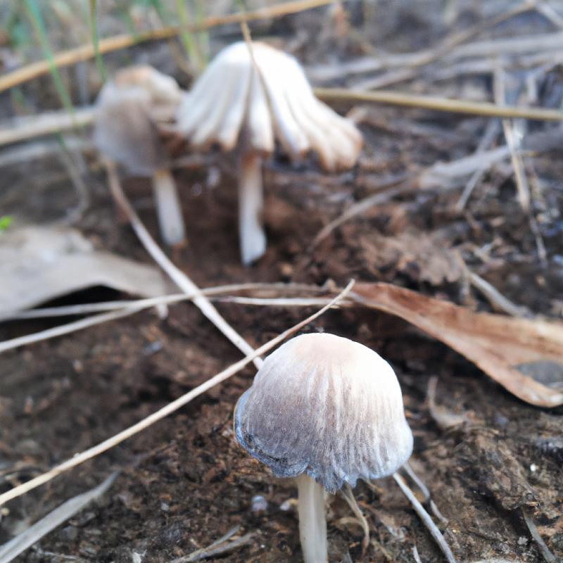 Tajuplná skutečnost: Unikátní houby na místě, kde se dříve nic neobjevilo. - foto 2