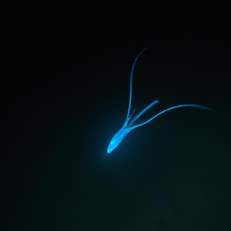 Záhadný světélkující plankton vyplouvající z hlubin Indického oceánu - foto 1