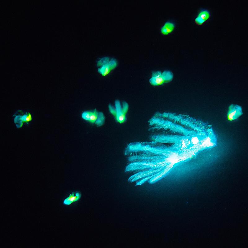 Záhadný světélkující plankton vyplouvající z hlubin Indického oceánu - foto 3