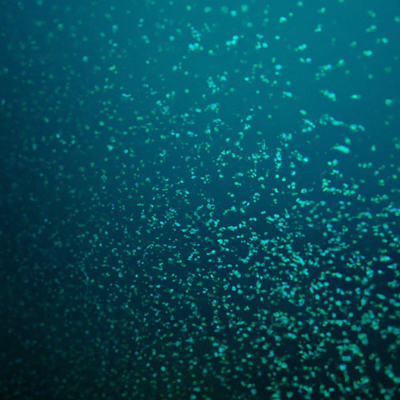 Mlčící úžas při pohledu na volně plovoucí plankton v Indickém oceánu. - foto 2